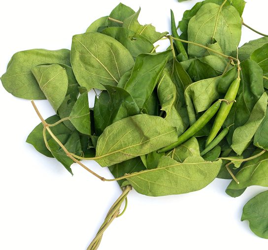 Gymnema Sylvestre