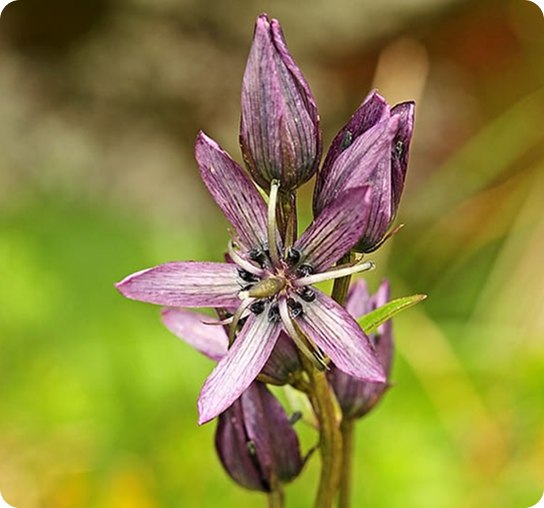 Swertia Chirata